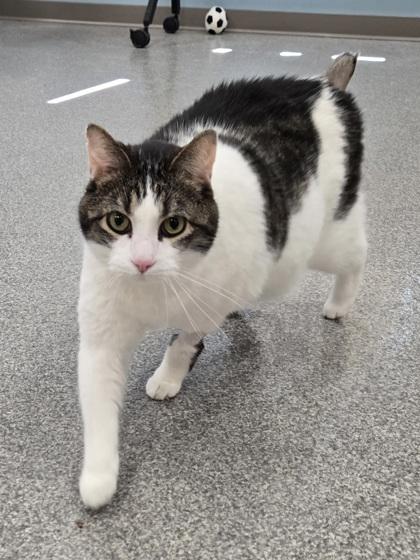 Mario, ADOPTABLE, Senior Male Domestic Short Hair.