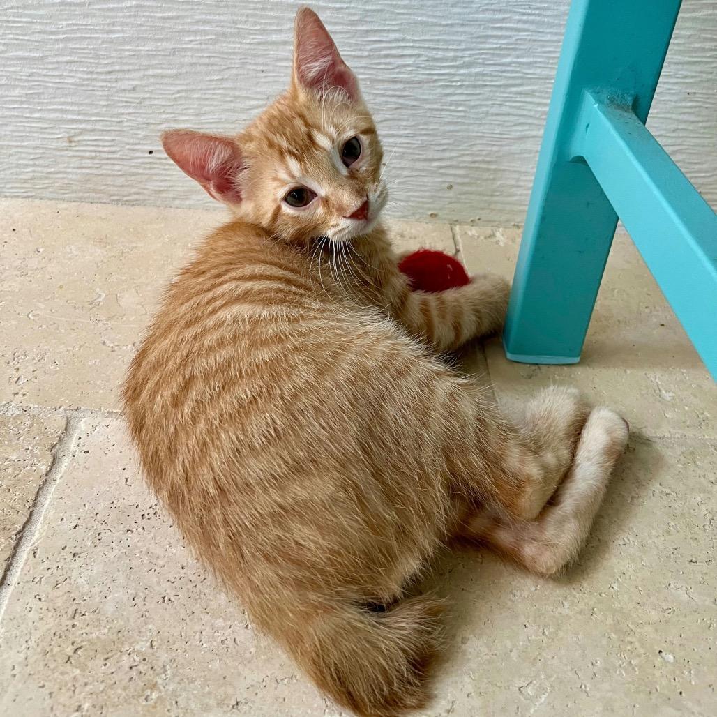 Enlarge Olly, a Adoptable Domestic Short Hair in Waco, TX image 1/1