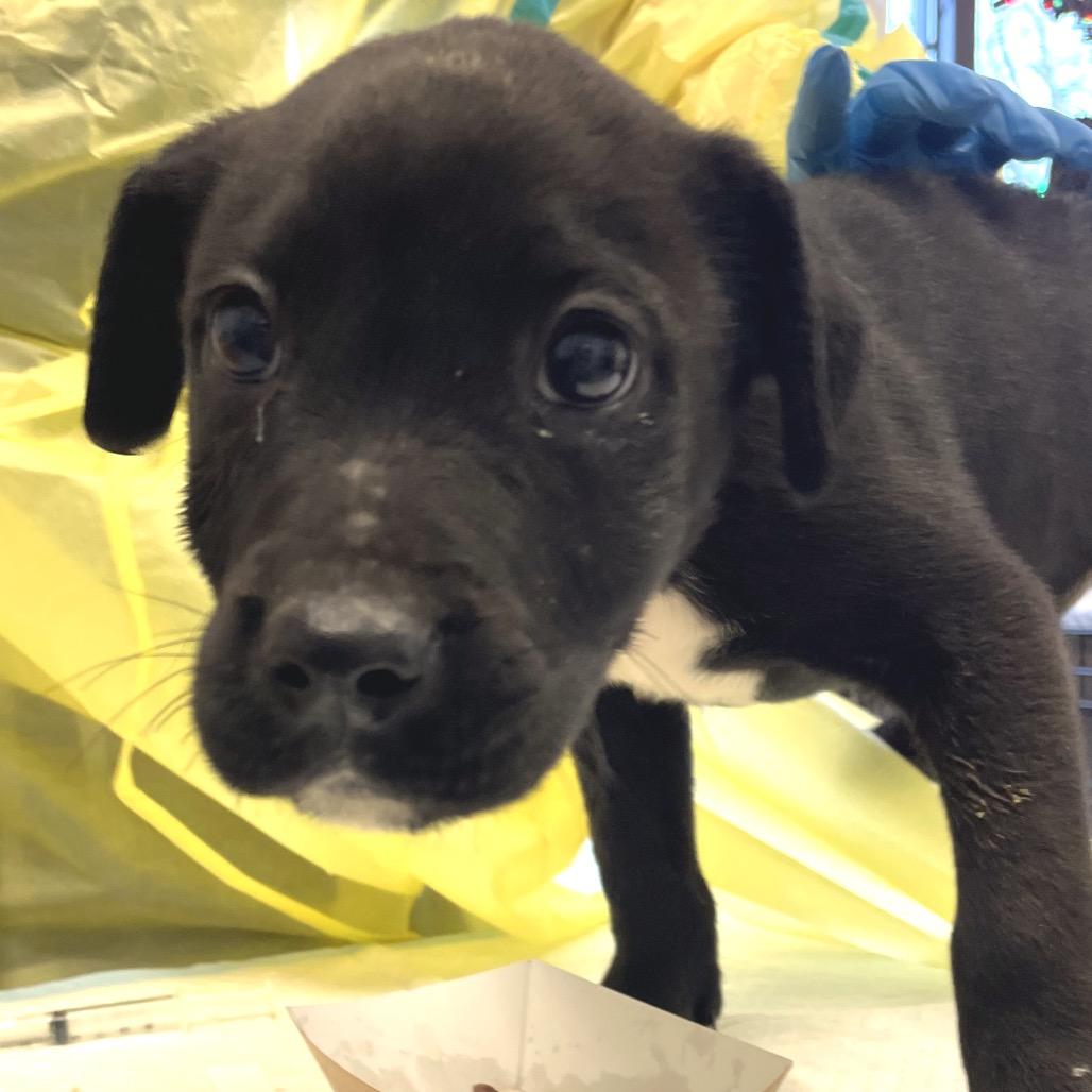 Ritz, Adoptable, Puppy Male Black Labrador Retriever & Pit Bull Terrier.