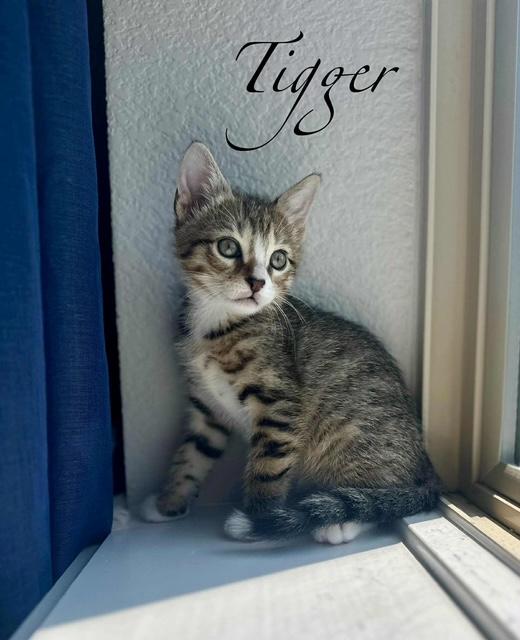 Tigger, Young Male unknown