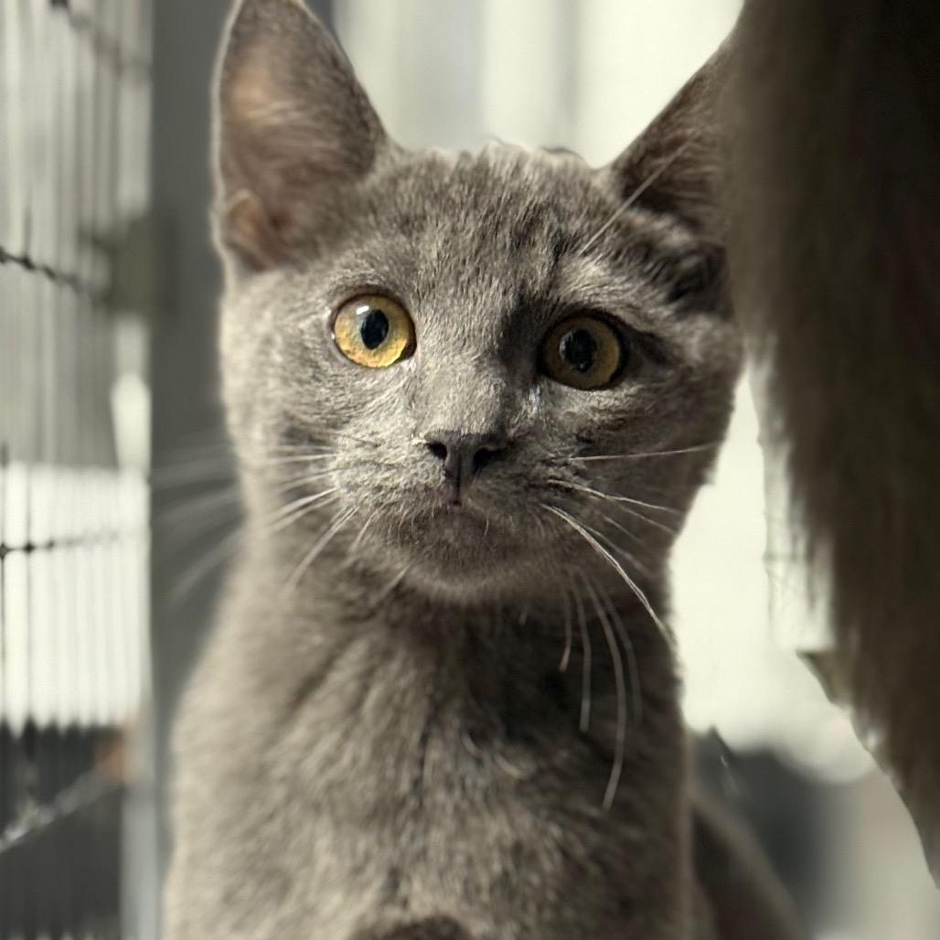 Enlarge Flambeau, a Adoptable Domestic Short Hair in Redwood Valley, CA image 1/6