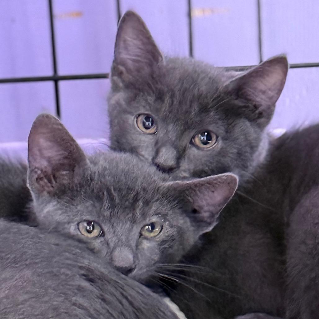 Enlarge Flambeau, a Adoptable Domestic Short Hair in Redwood Valley, CA image 2/6