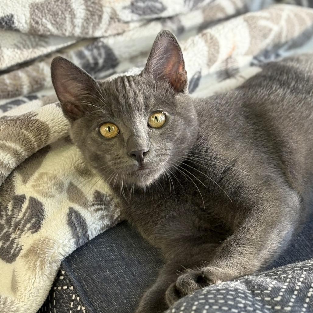 Enlarge Flambeau, a Adoptable Domestic Short Hair in Redwood Valley, CA image 3/6