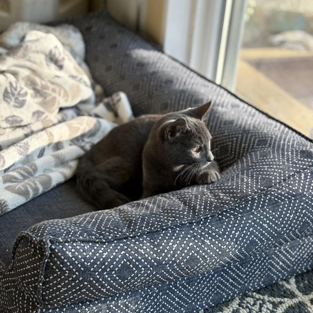 Enlarge Flambeau, a Adoptable Domestic Short Hair in Redwood Valley, CA image 4/6