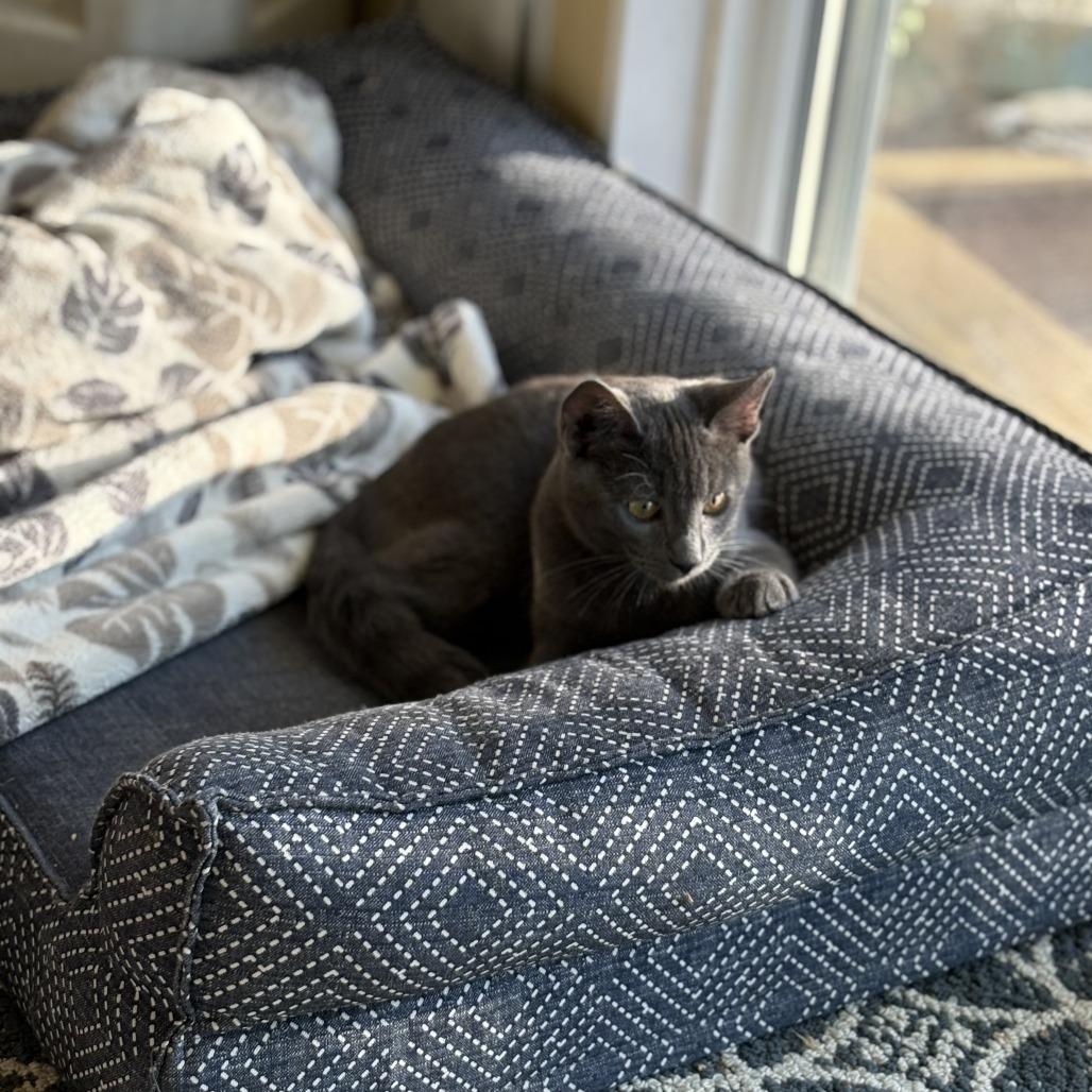 Enlarge Flambeau, a Adoptable Domestic Short Hair in Redwood Valley, CA image 5/6