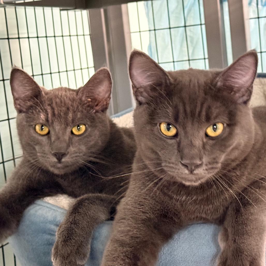 Enlarge Flambeau, a Adoptable Domestic Short Hair in Redwood Valley, CA image 6/6