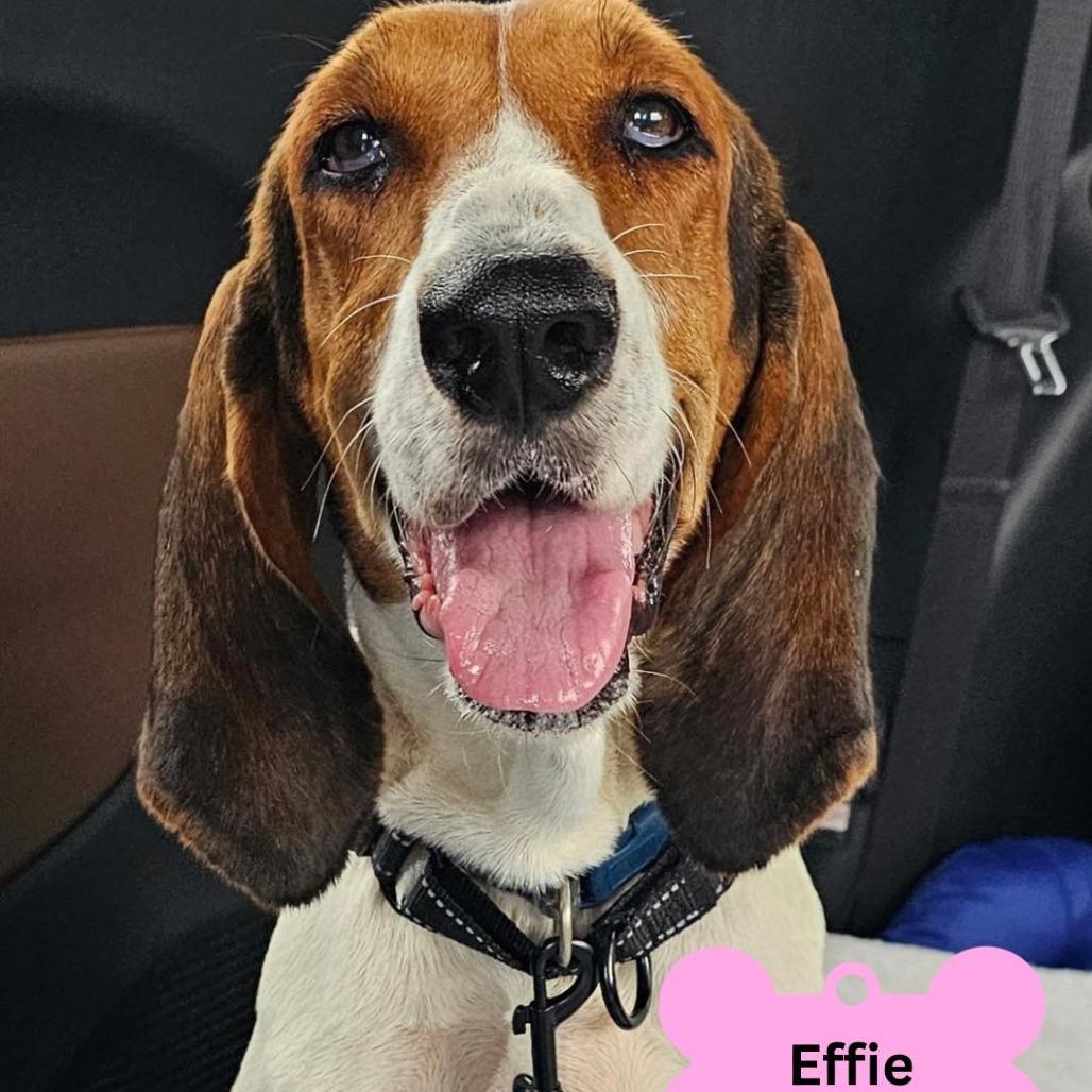 Effie, Adoptable, Adult Female Treeing Walker Coonhound.
