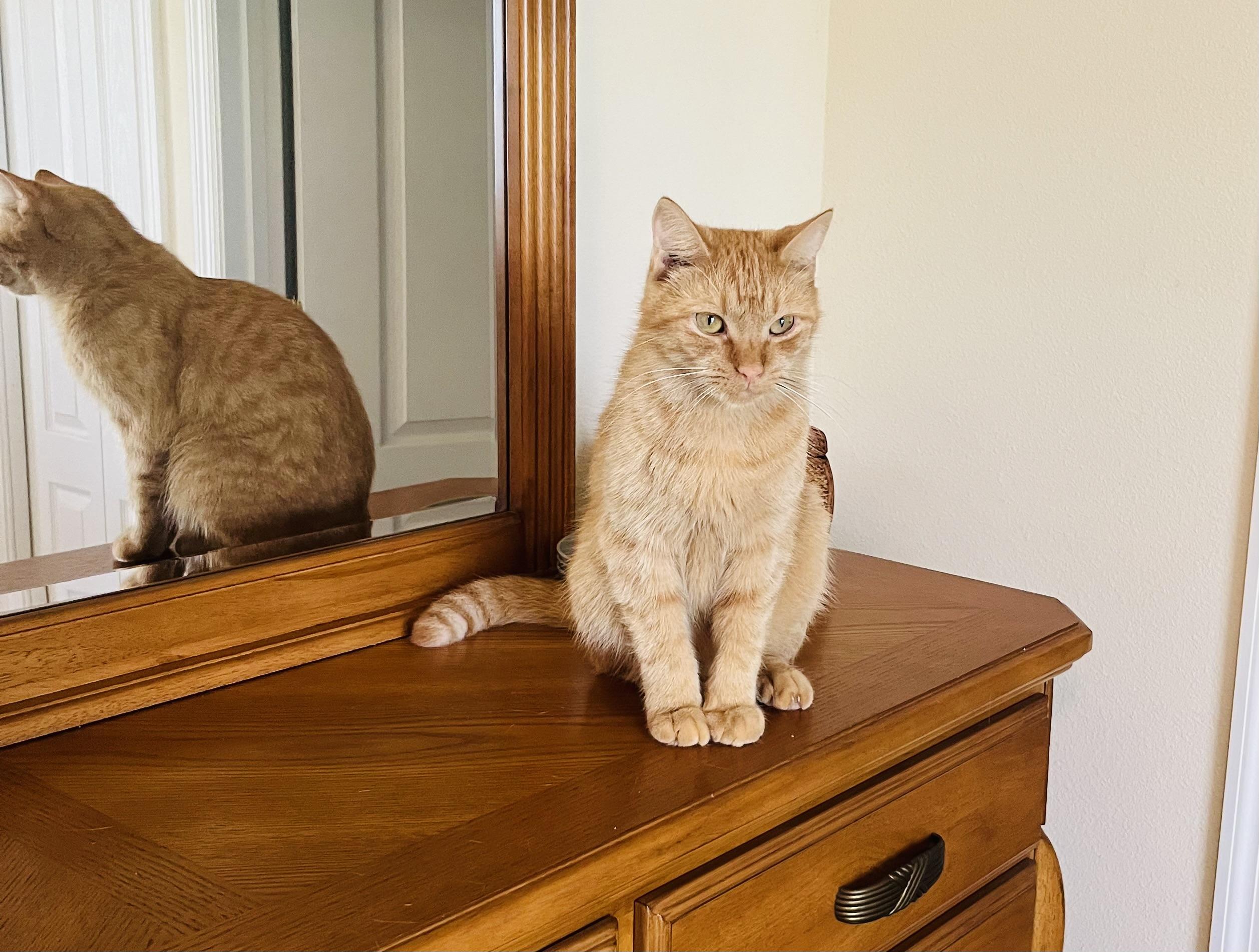 TAZ Friendly Ginger kitty!