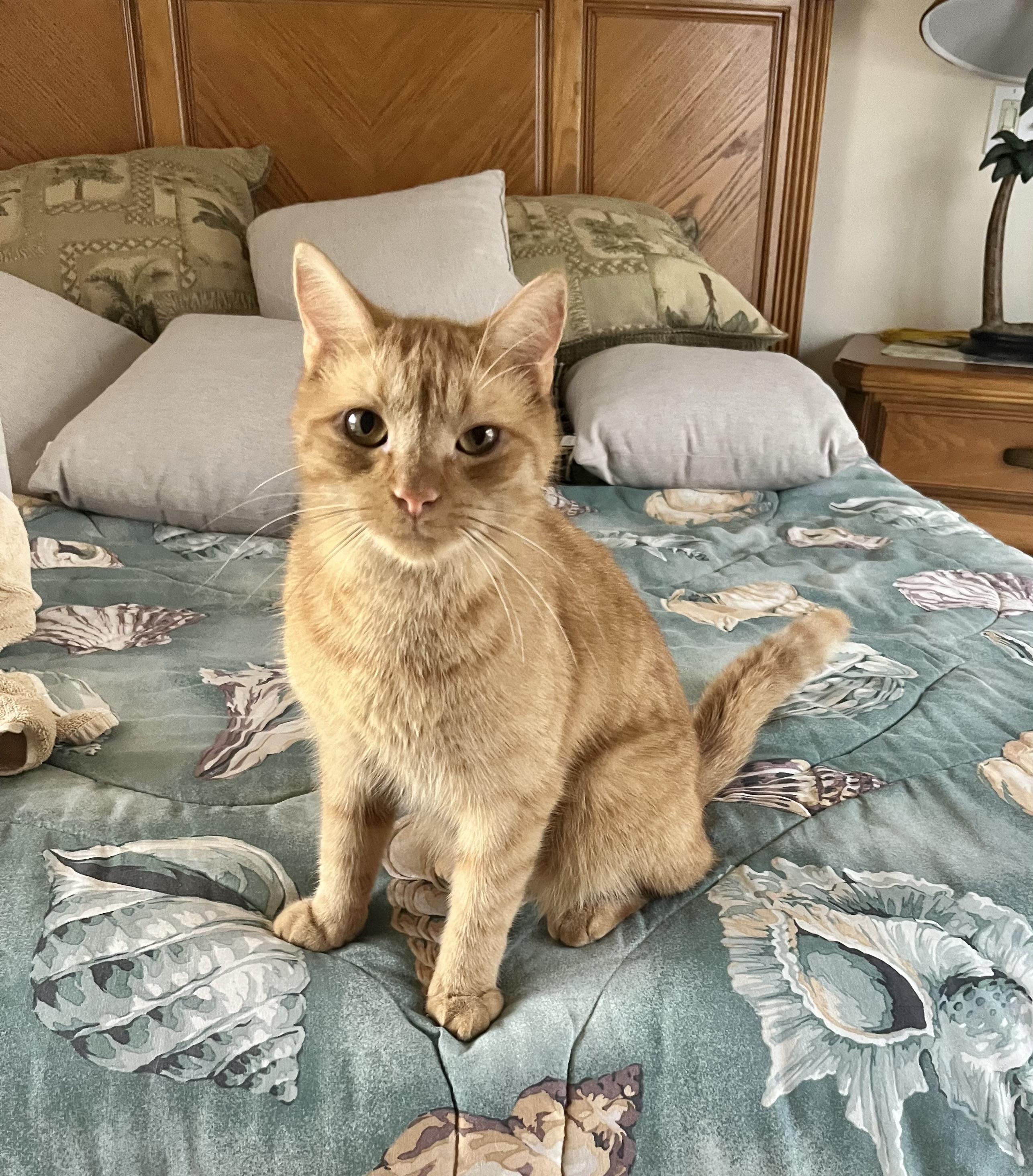 TAZ Friendly Ginger kitty!