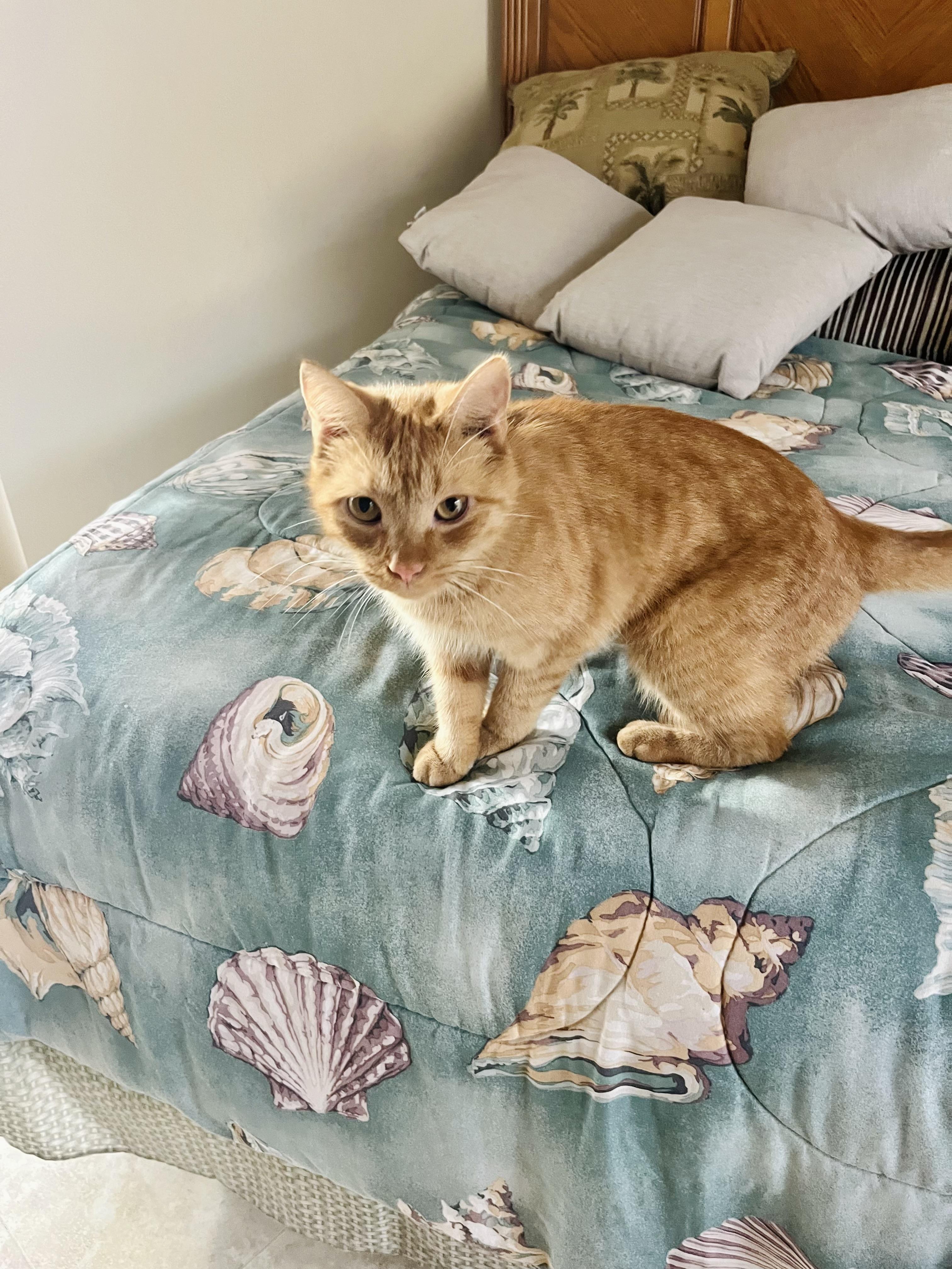 TAZ Friendly Ginger kitty!