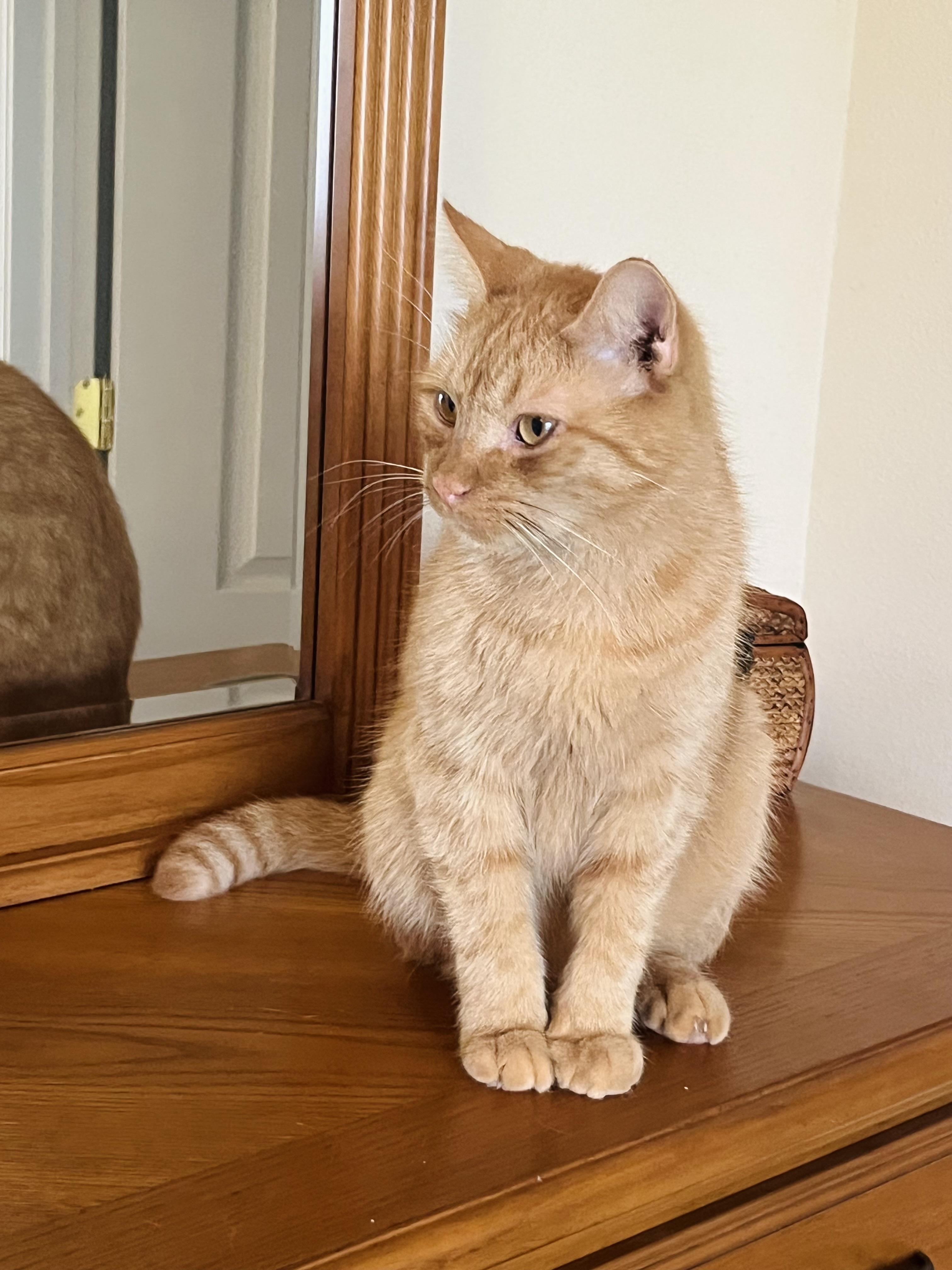 TAZ Friendly Ginger kitty!