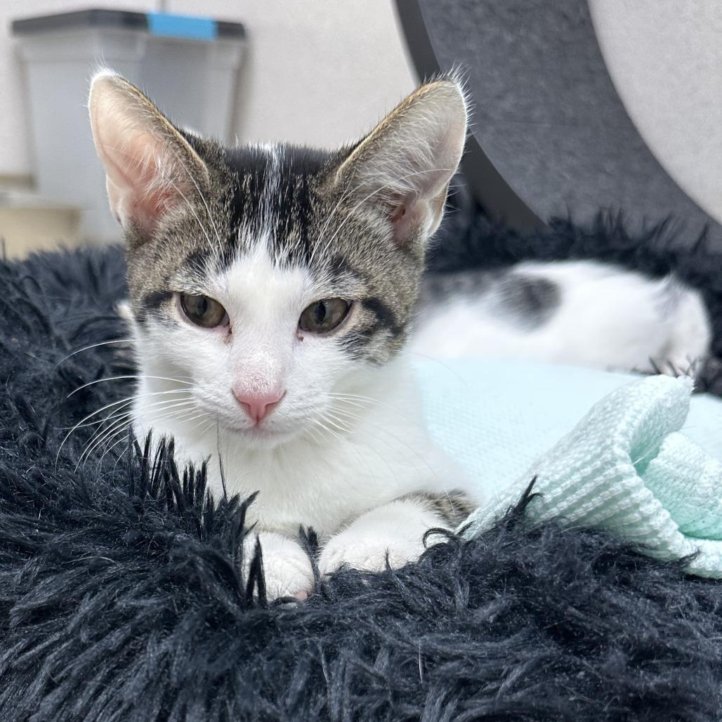 Enlarge Penn, a Adopted Domestic Short Hair in Naperville, IL image 1/2