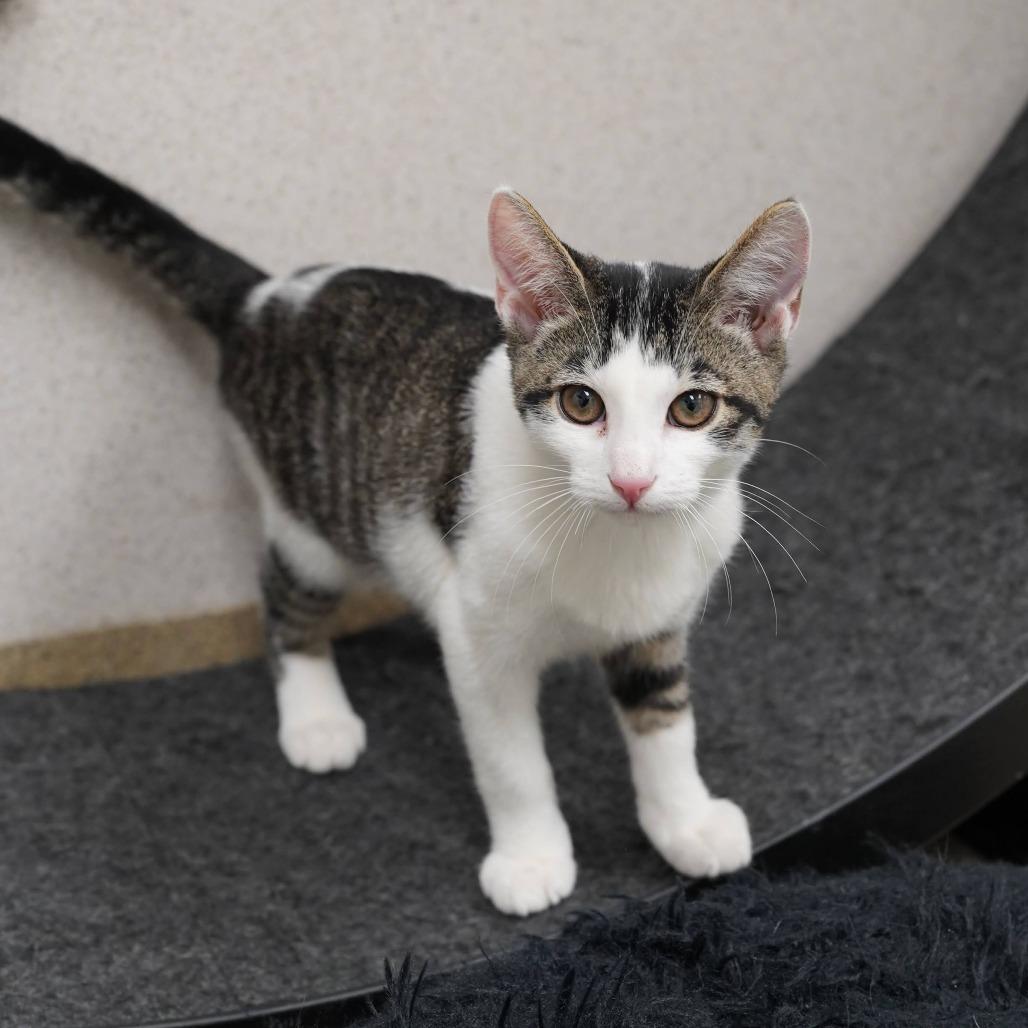 Enlarge Penn, a Adopted Domestic Short Hair in Naperville, IL image 2/2