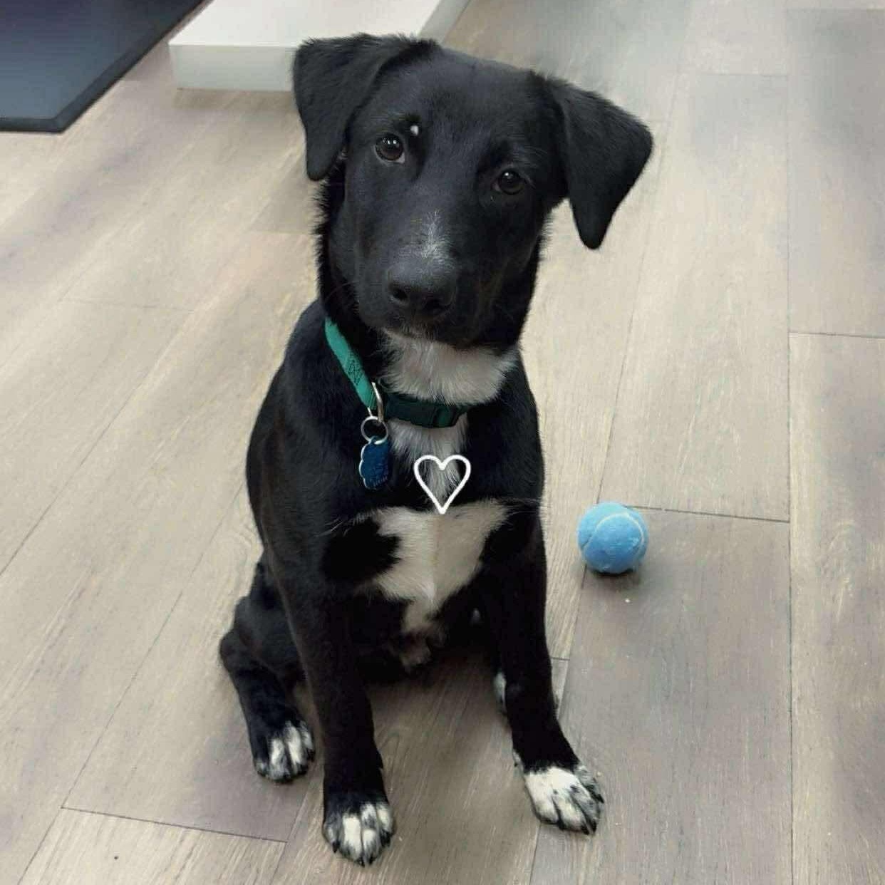 Bo, Adoptable, Young Male Black Labrador Retriever.