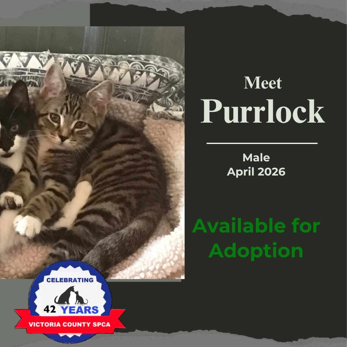 Enlarge Purrlock, a Adoptable Domestic Short Hair in Arthurette, NB image 1/1