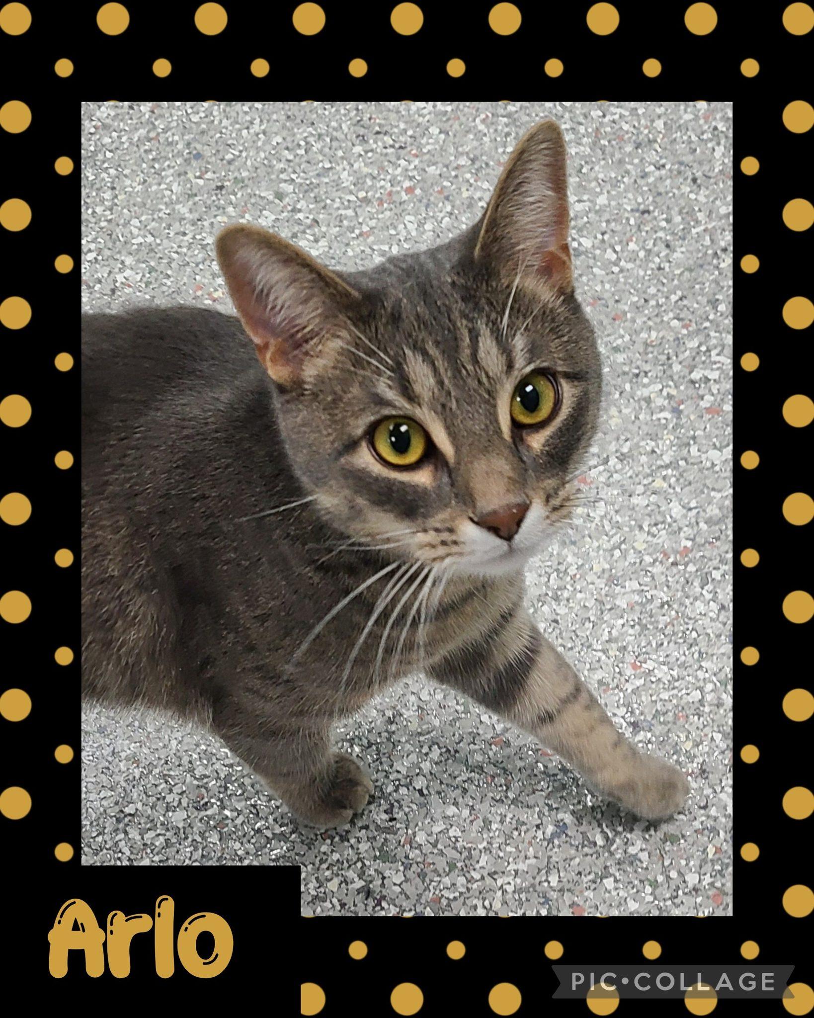 Enlarge Arlo, a ADOPTABLE Domestic Short Hair in Iron River, MI image 1/1