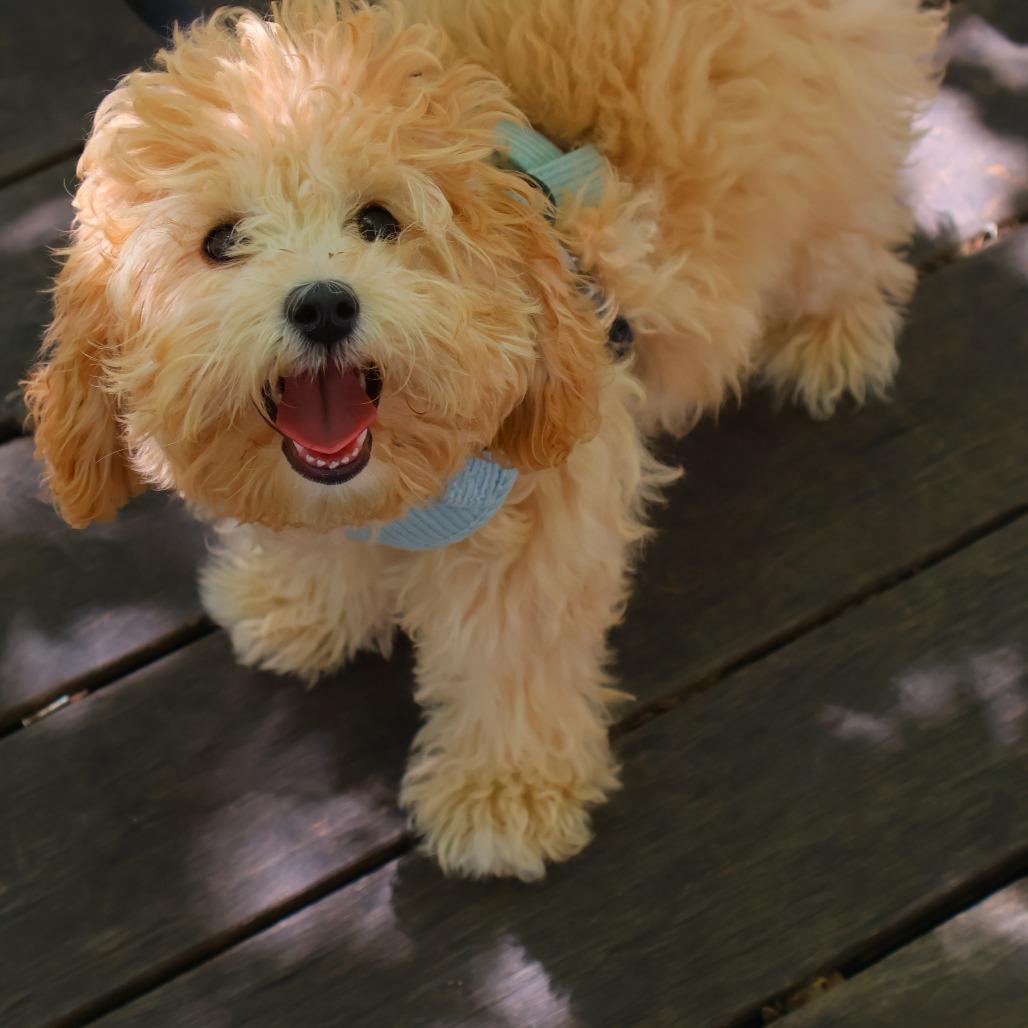 Enlarge Piper, a Adoptable mixed breed in Arlington, VA image 1/4