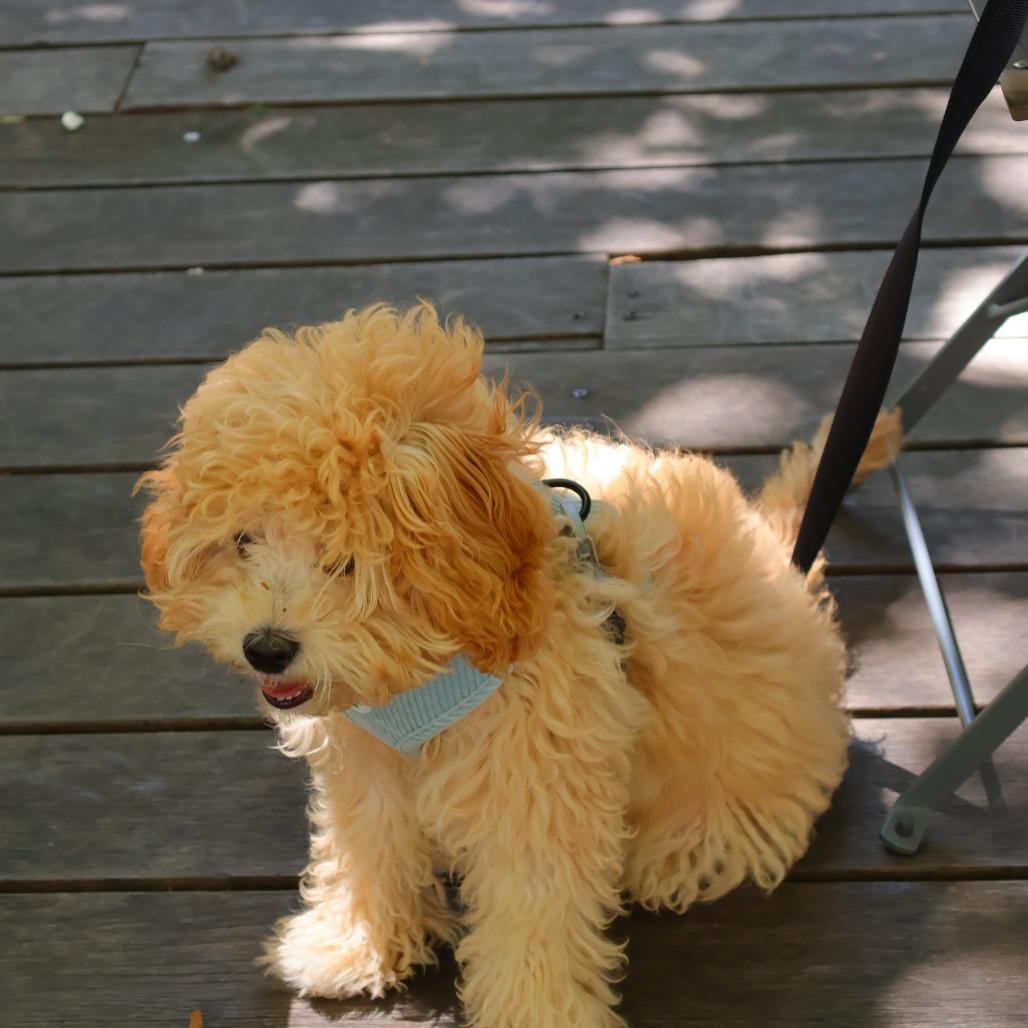 Enlarge Piper, a Adoptable mixed breed in Arlington, VA image 2/4