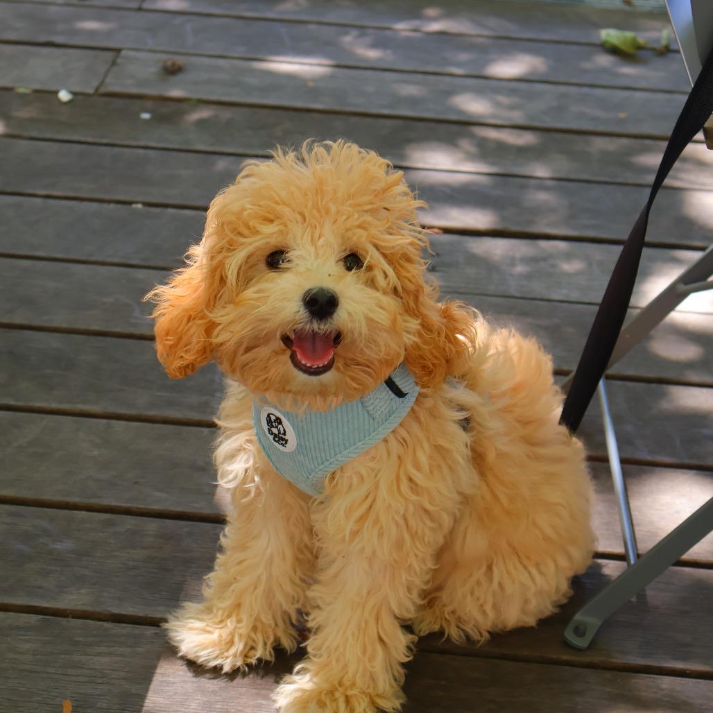 Enlarge Piper, a Adoptable mixed breed in Arlington, VA image 3/4