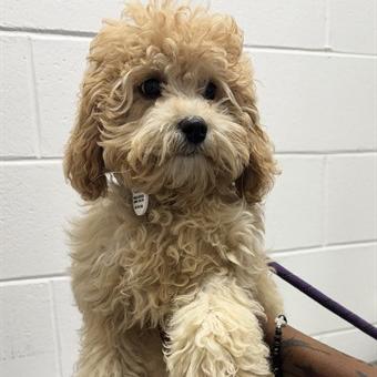 Enlarge Piper, a Adoptable mixed breed in Arlington, VA image 4/4