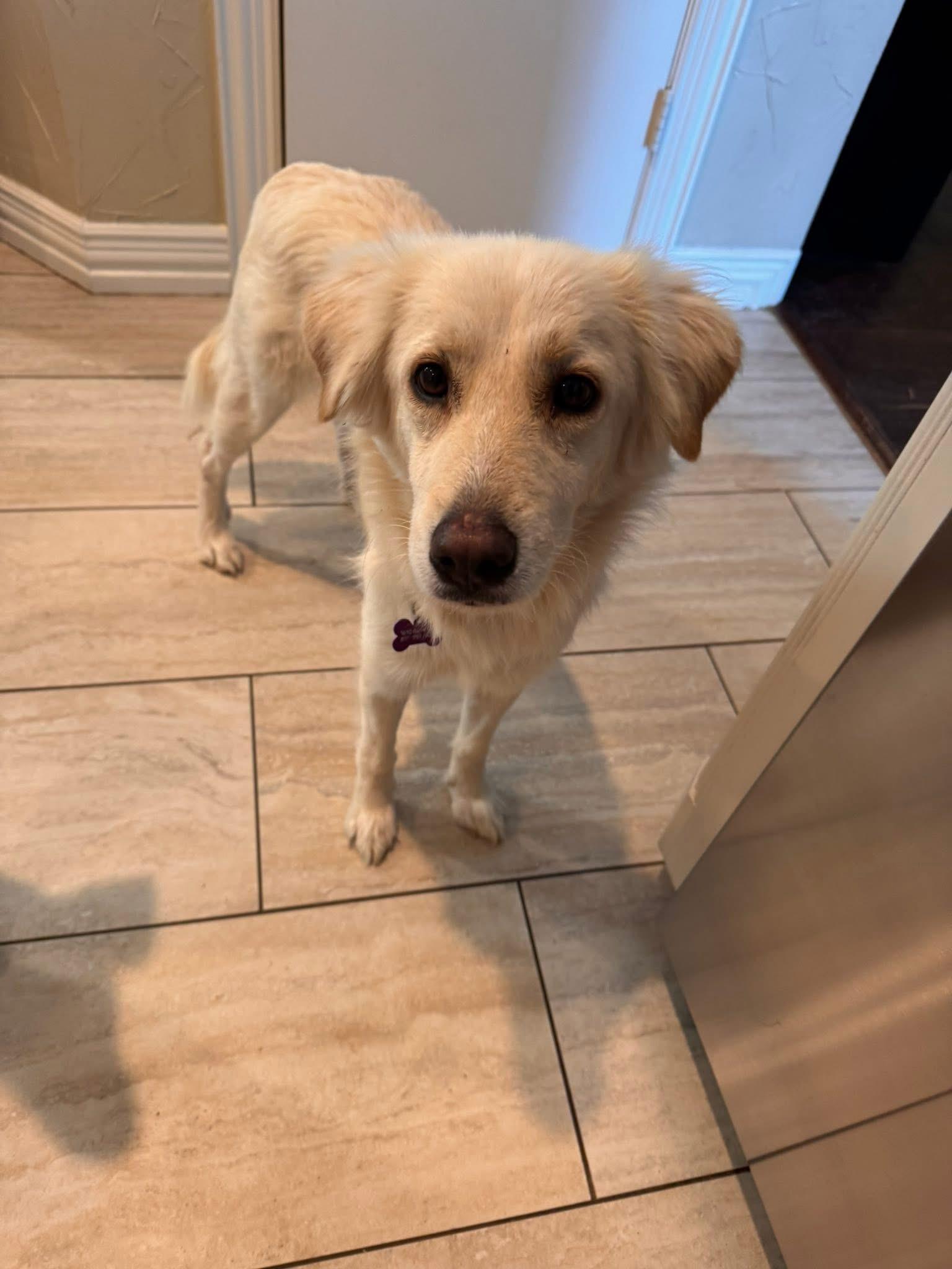 Pammie, adopted, Young Female Golden Retriever.