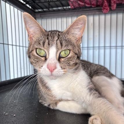 Eevee (26-8855), Adoptable, Adult Female Domestic Short Hair.