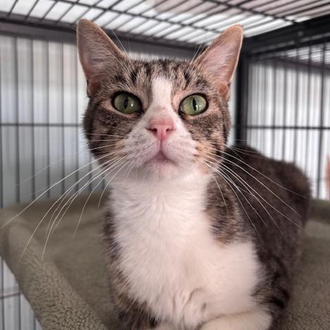 Enlarge Eevee (26-8855), a Adoptable Domestic Short Hair in Fort Smith, AR image 2/2