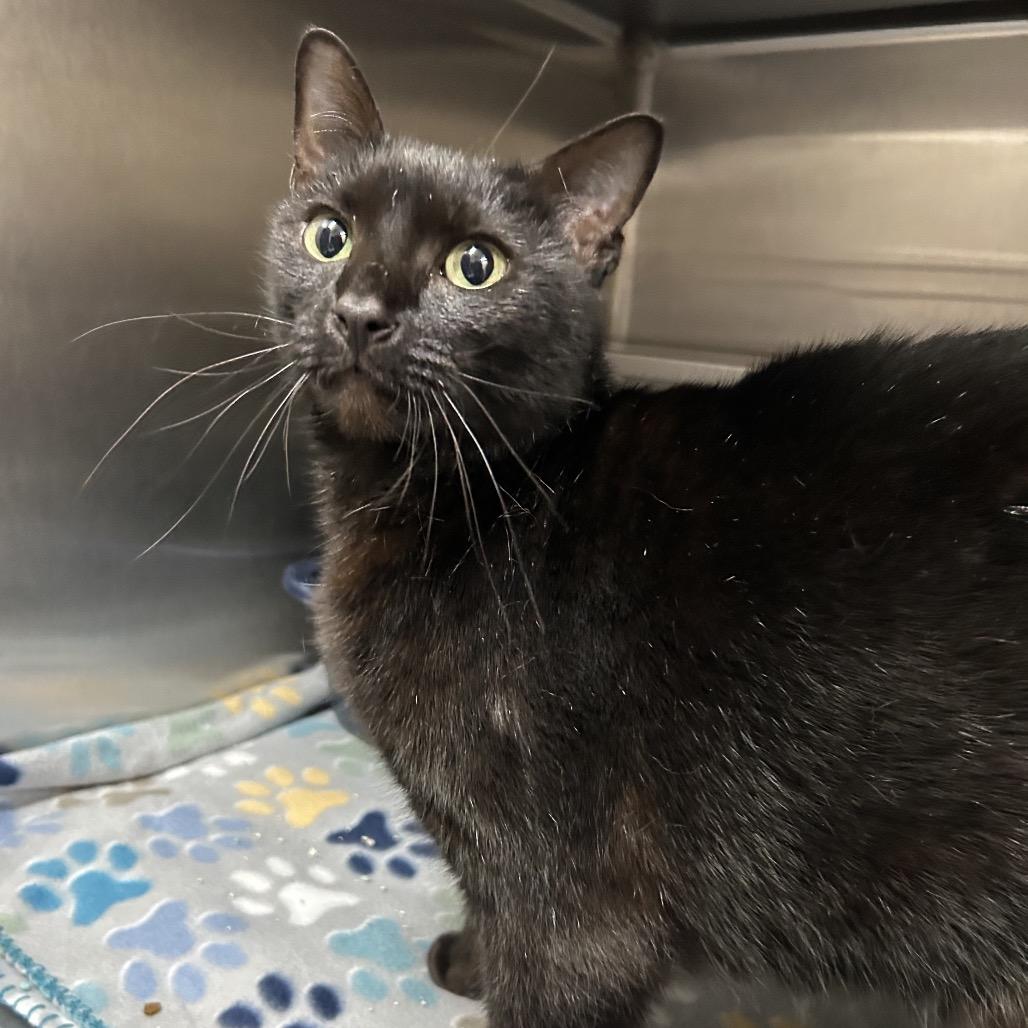 Kaipono (Kekoa) 21286, Adoptable, Adult Female Domestic Short Hair.