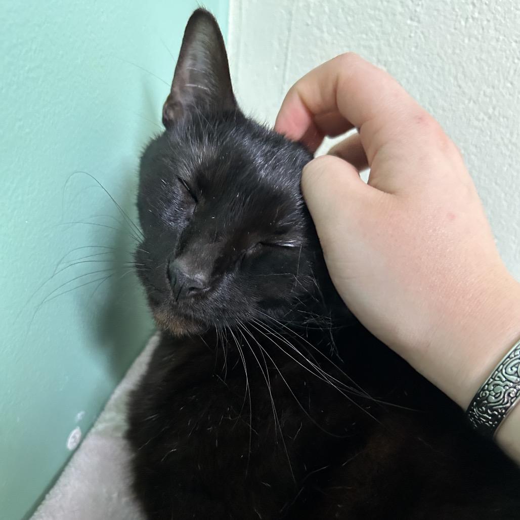 Enlarge Kaipono (Kekoa) 21286, a Adoptable Domestic Short Hair in Middleburg, FL image 2/6