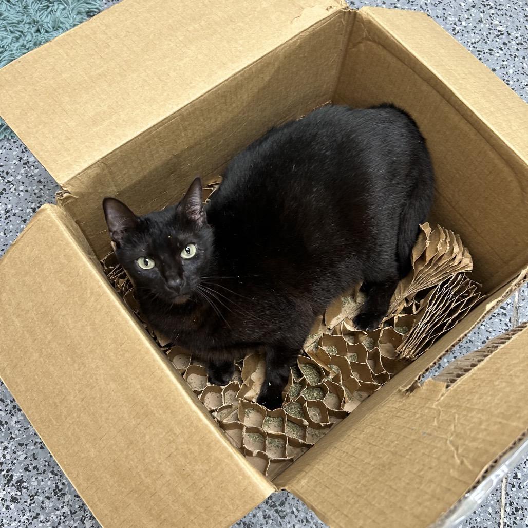 Enlarge Kaipono (Kekoa) 21286, a Adoptable Domestic Short Hair in Middleburg, FL image 4/6