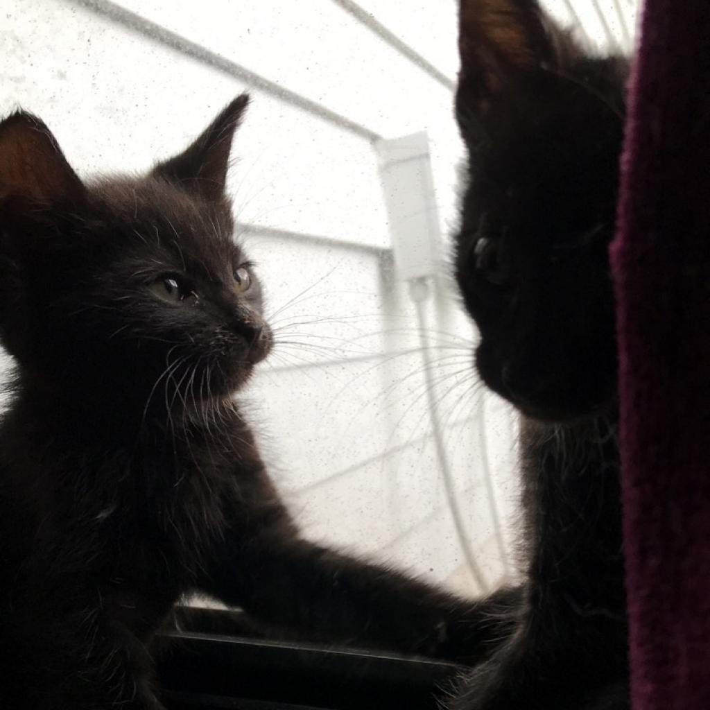 Enlarge Kaipono (Kekoa) 21286, a Adoptable Domestic Short Hair in Middleburg, FL image 5/6