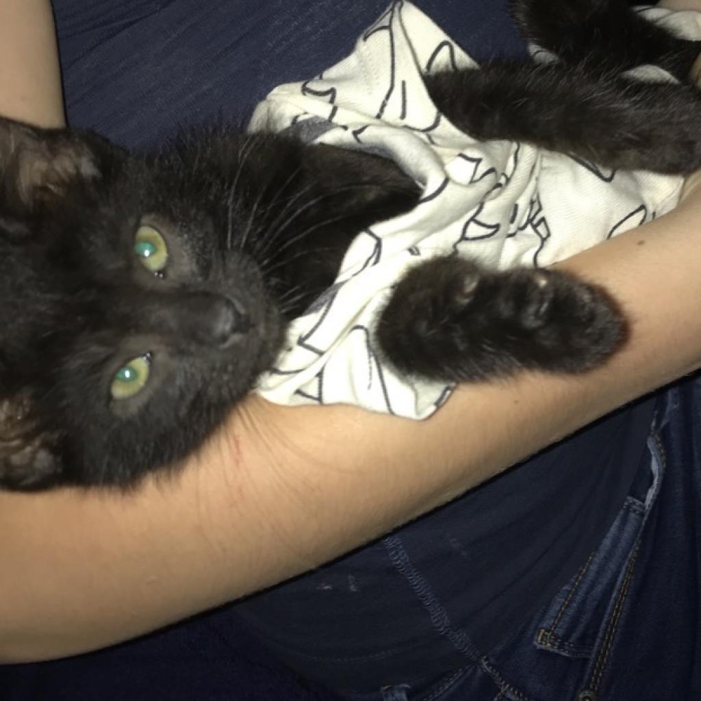 Enlarge Kaipono (Kekoa) 21286, a Adoptable Domestic Short Hair in Middleburg, FL image 6/6