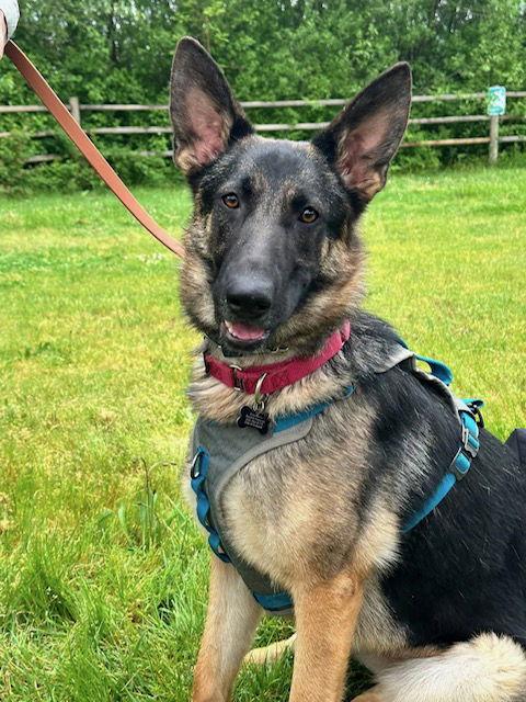 Jazzmin, Adopted, Young Female German Shepherd Dog.