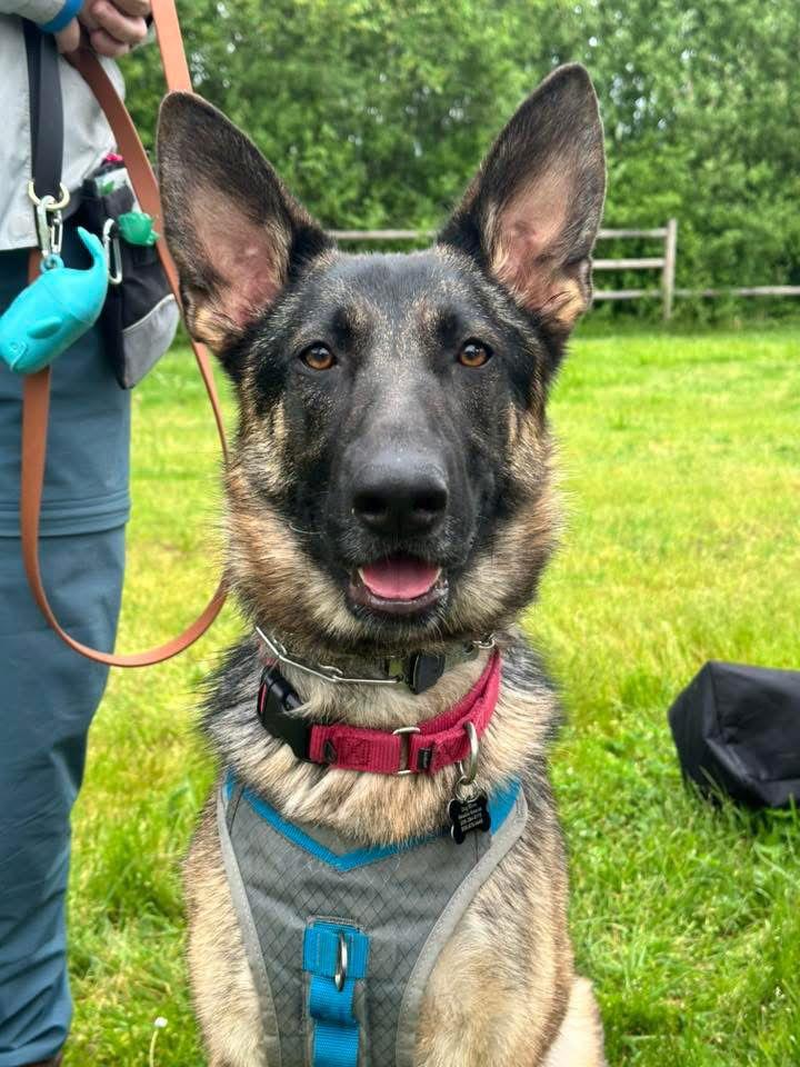 Enlarge Jazzmin, a Adopted German Shepherd Dog in Bothell, WA image 2/3