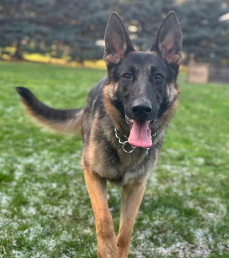 Enlarge Jazzmin, a Adopted German Shepherd Dog in Bothell, WA image 3/3