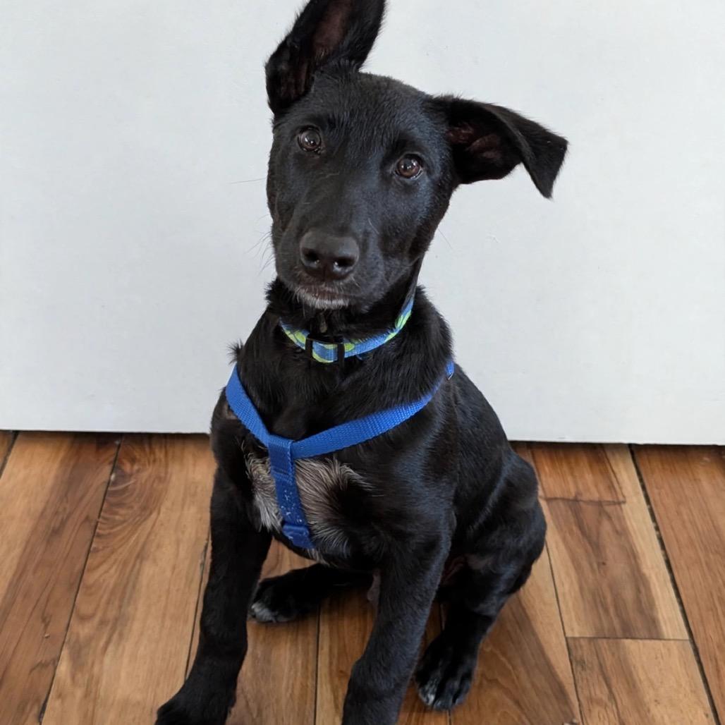 Enlarge Remus, a Adopted mixed breed in Cathlamet, WA image 1/5