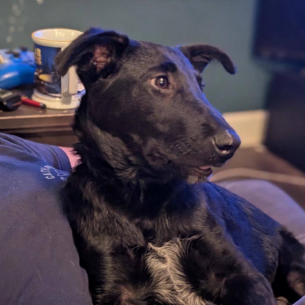 Enlarge Remus, a Adopted mixed breed in Cathlamet, WA image 2/5