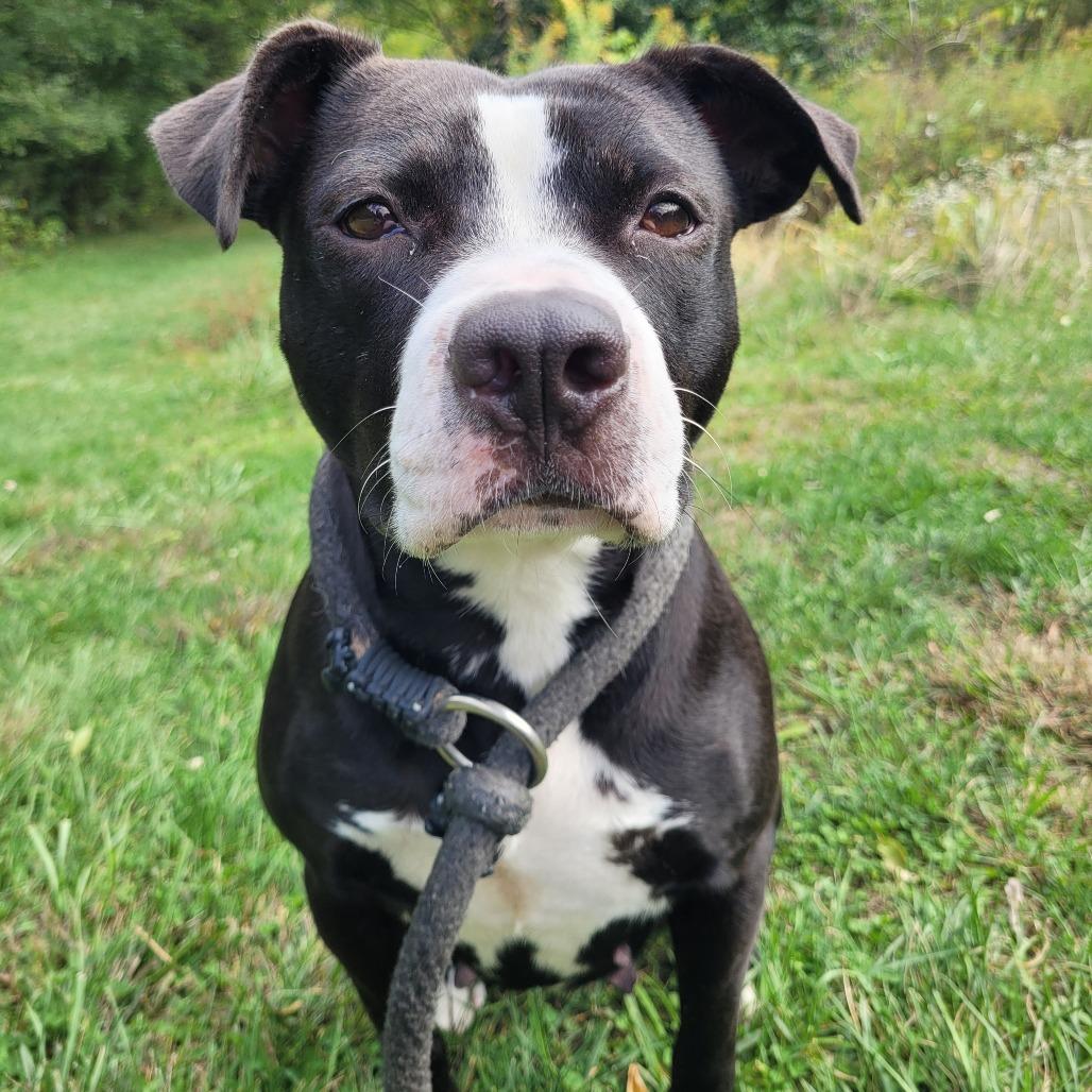 Enlarge Cassette, a Adoptable Bull Terrier in York, PA image 2/6