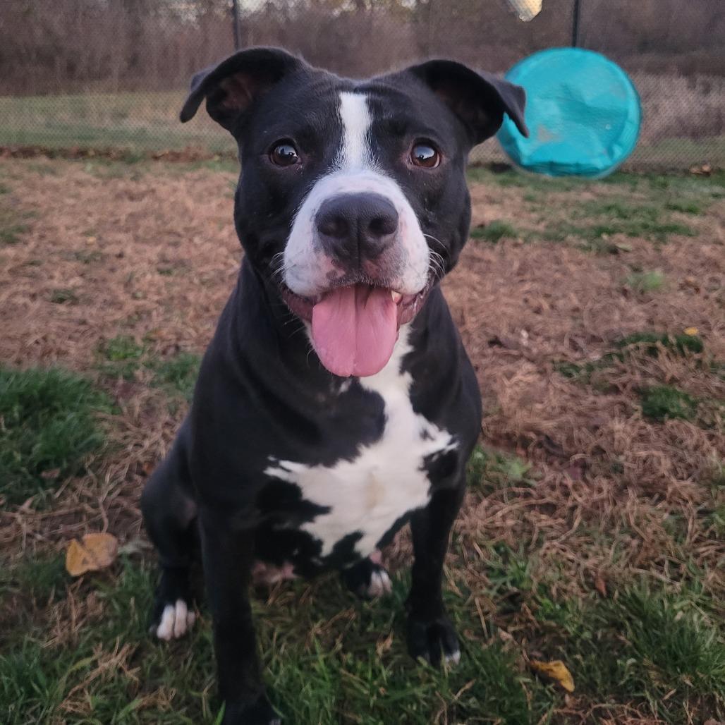 Enlarge Cassette, a Adoptable Bull Terrier in York, PA image 4/6