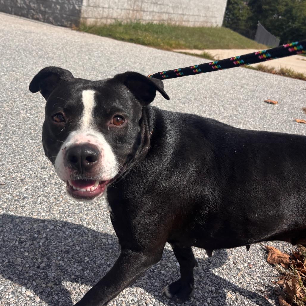 Enlarge Cassette, a Adoptable Bull Terrier in York, PA image 6/6