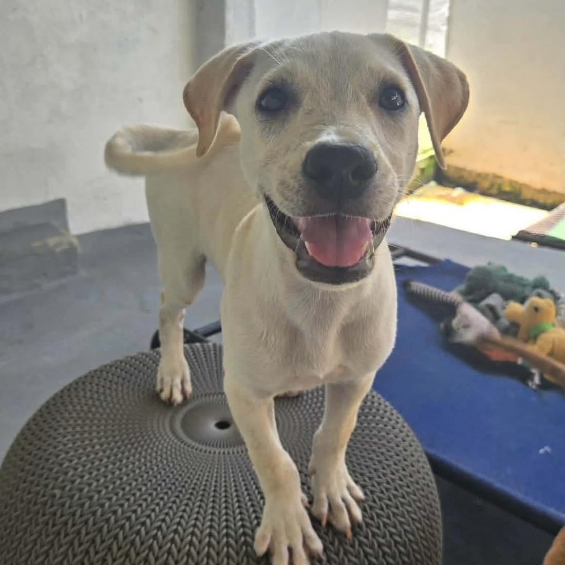 Fozzie Bear, adopted, Puppy Male Labrador Retriever & Pit Bull Terrier.