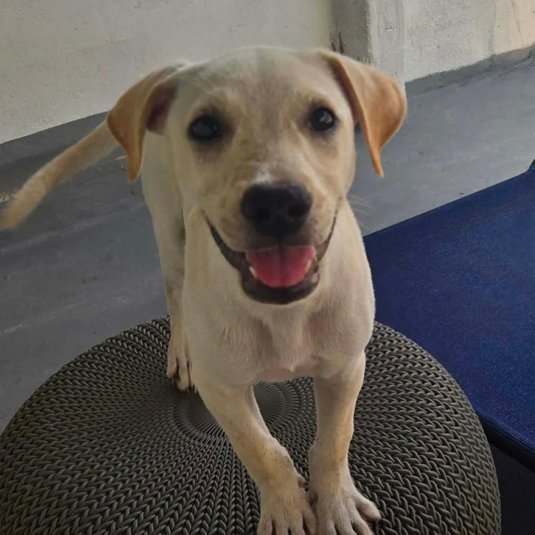 Fozzie Bear, an adopted mixed breed in Portland, ME image 5/6