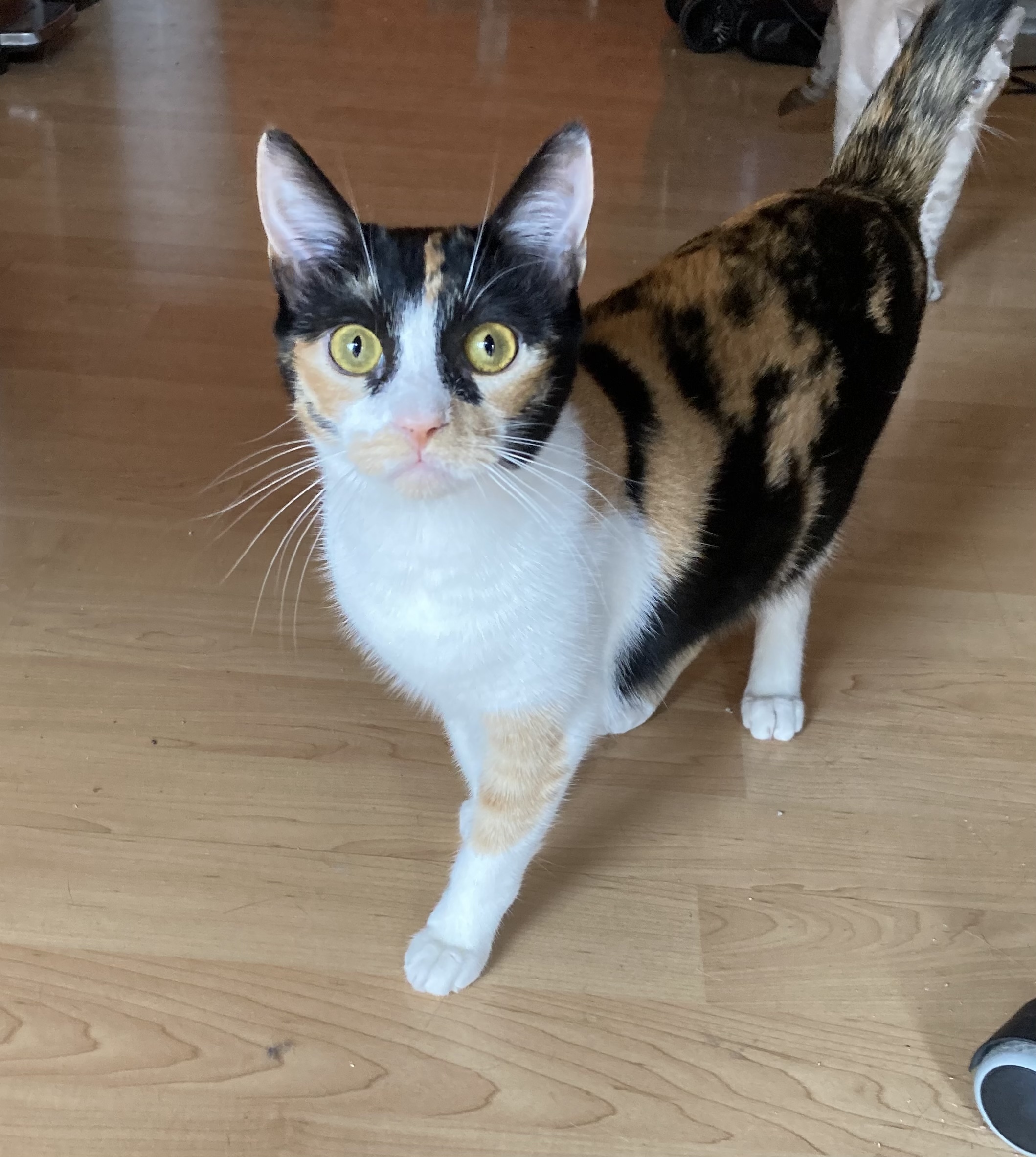 Chalet, a Adoptable Calico in Tustin, CA image 1/8