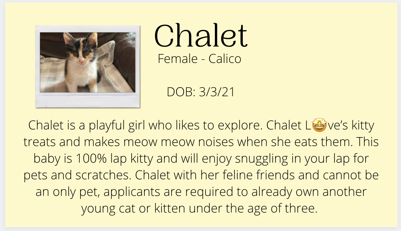Chalet, a Adoptable Calico in Tustin, CA image 2/8