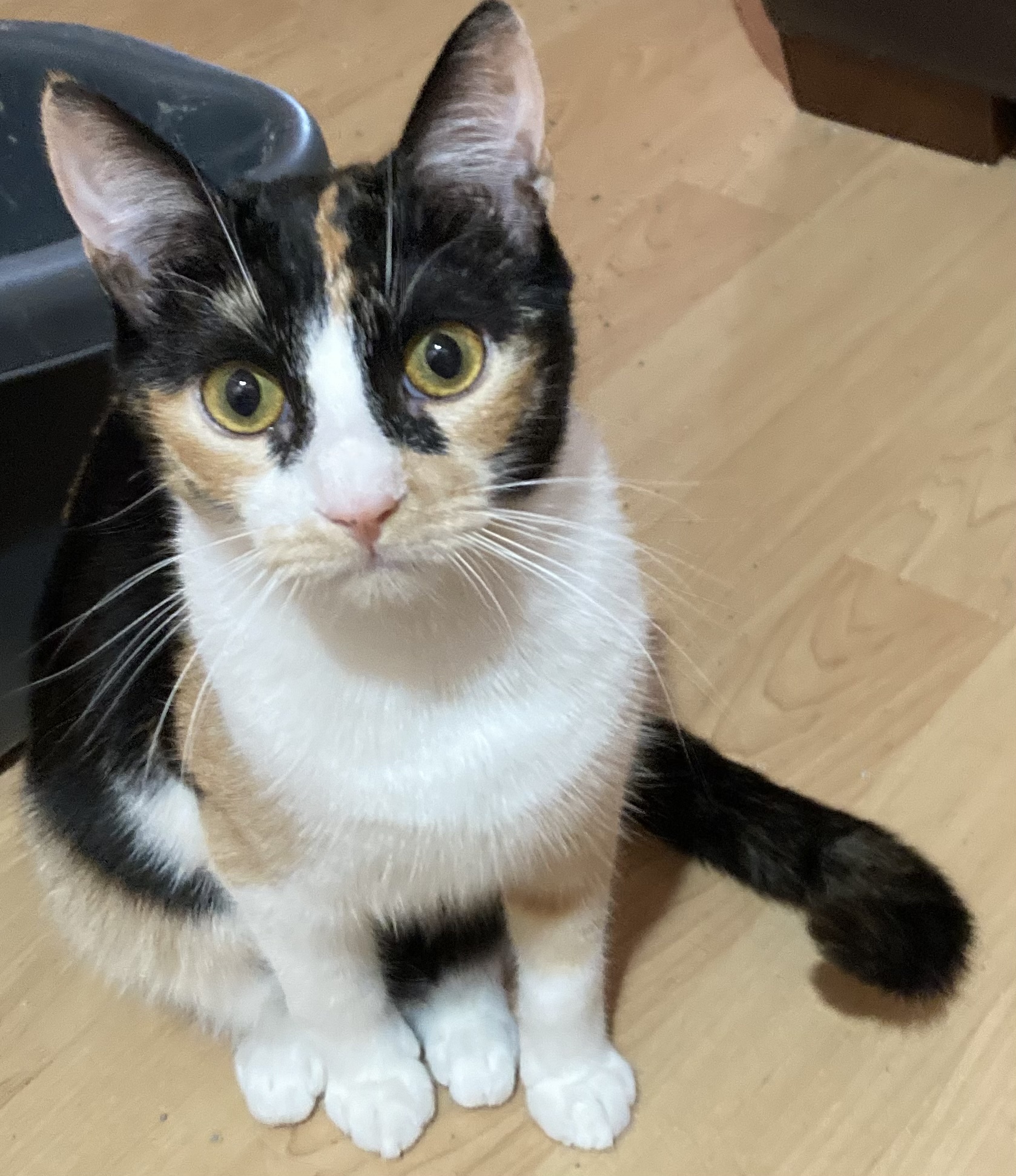 Chalet, a Adoptable Calico in Tustin, CA image 3/8
