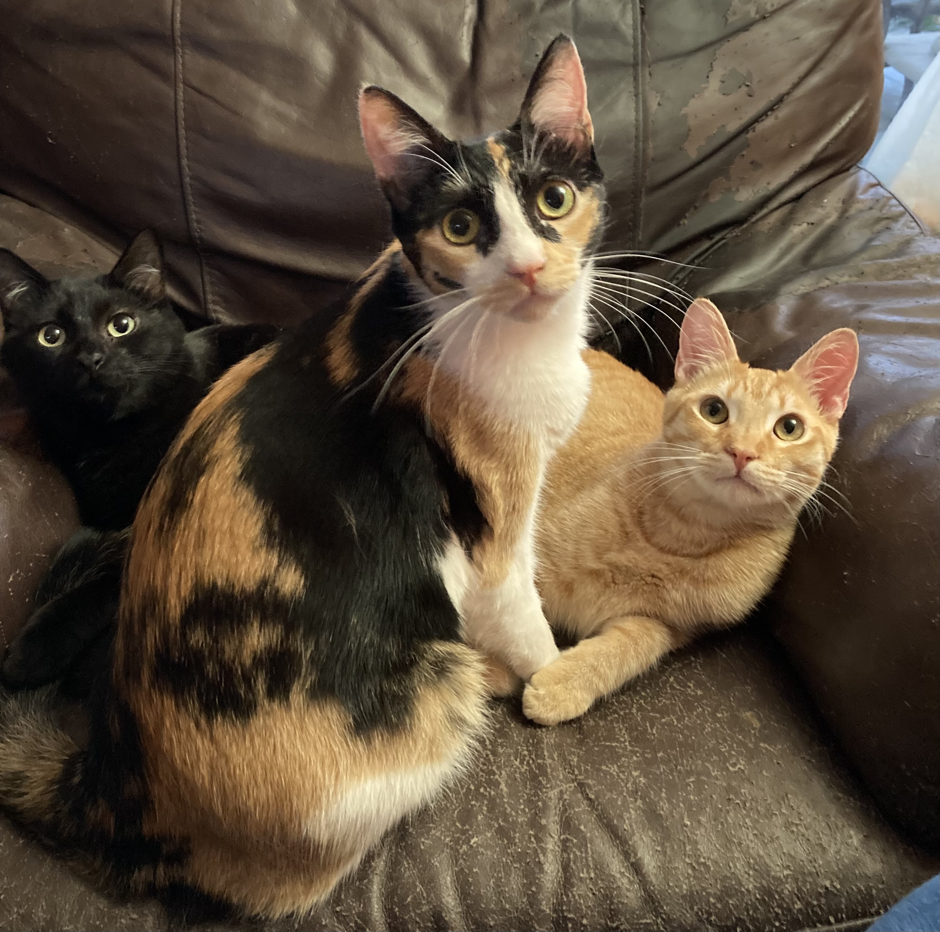 Chalet, a Adoptable Calico in Tustin, CA image 4/8