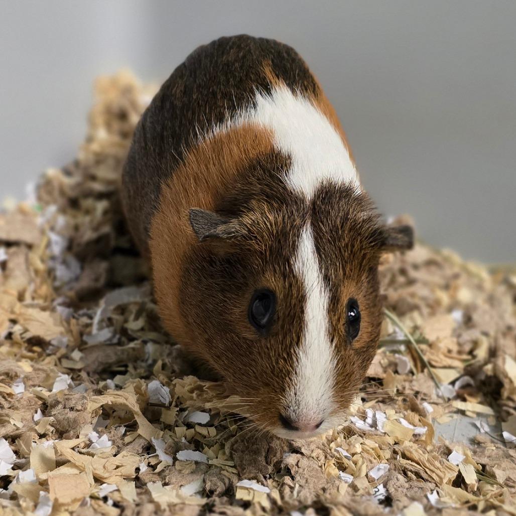 Waffle, Adoptable, Young Female Guinea Pig.