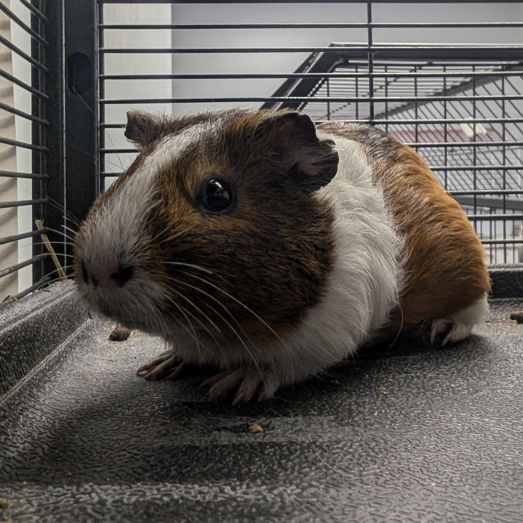 Waffle, a Adoptable Guinea Pig in Watertown, NY image 2/2
