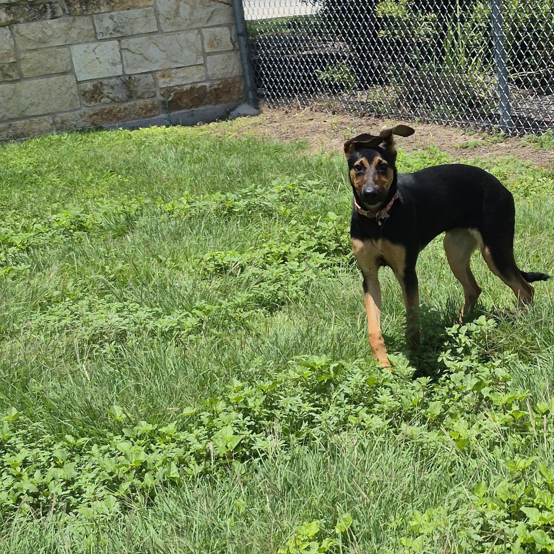 Enlarge Starfire, a ADOPTABLE Mixed Breed in Schertz, TX image 4/4