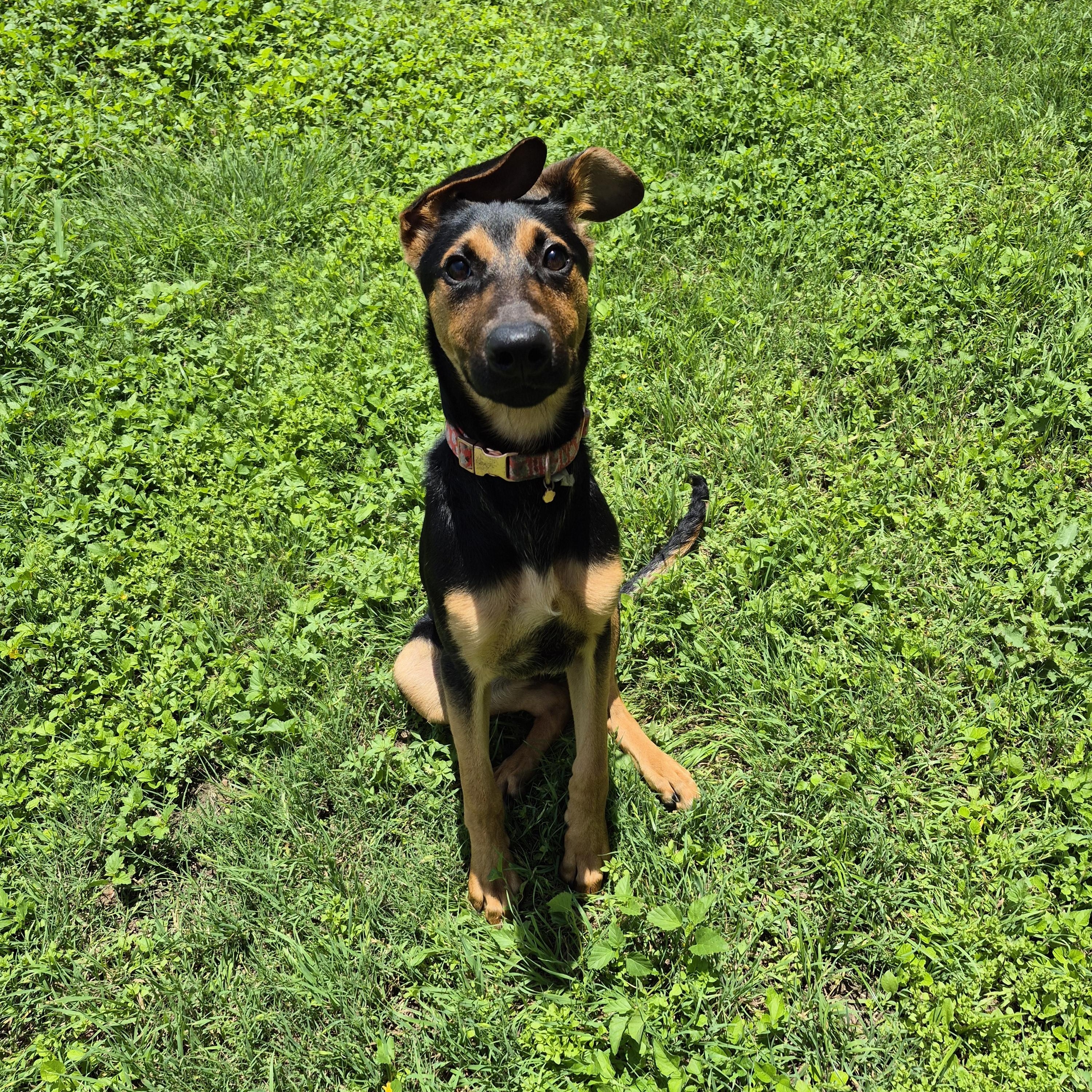 Enlarge Starfire, a ADOPTABLE Mixed Breed in Schertz, TX image 1/4